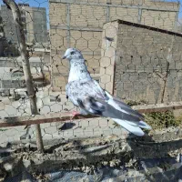 کبوتر|پرنده|قدس, شهرقدس|دیوار