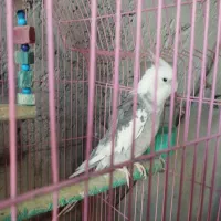 پرنده های تزئینی همه جور