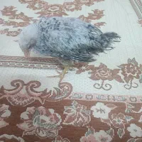 جوجه محلی سالم