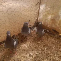 کبوتر|پرنده|آباده, |دیوار