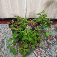 گلهای طبیعی سرحال|گل و گیاه طبیعی|شیروان (خراسان), |دیوار