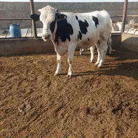 فروش گوساله