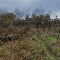 ۲۸۵۰ متر/ باغ کیوی/ جماکو/ بر آسفالت/ ۲۴۰ نهال