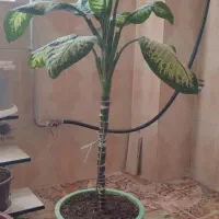 گل .|گل و گیاه طبیعی|مریوان, |دیوار