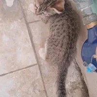 گربه|گربه|لاهیجان, لفمجان|دیوار