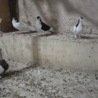 چهارتا شهری نر|پرنده|شیراز, ده پیاله|دیوار