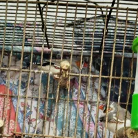 فنچ نژاد عالی بخاطر اینکه ماده اش فرار کرده