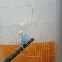 یک جفت مرغ عشق|پرنده|تفت, |دیوار