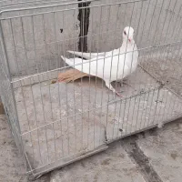 ماده دم زرد