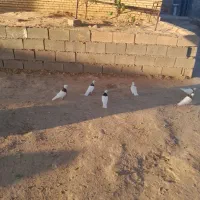 کبوترتوقی|پرنده|کرخه, |دیوار