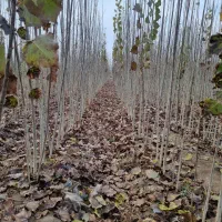 پخش نهال سنوبر یک الی یک و نیم متری