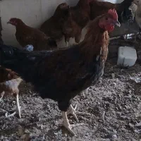 خروس بزرگ امسال