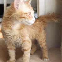 واگذاری گربه