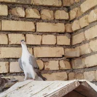 دمگیر نر|پرنده|هرند, |دیوار