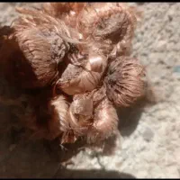 پیاز زعفران