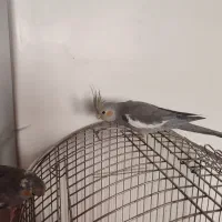 عروس هلندی|پرنده|تهران, گلستان (شهرک راه آهن)|دیوار