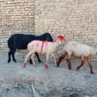 بره.شیشک.میش سه تا باهم ۲۳تومن|حیوانات مزرعه|مسجد سلیمان, |دیوار