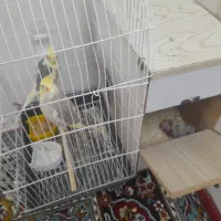 با سلام دوعدد جوجه عروس