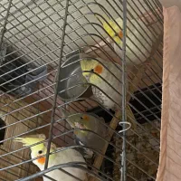 عروس هلندی|پرنده|تهران, تولید دارو|دیوار