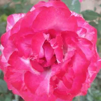 فعالیت داوطلبانه