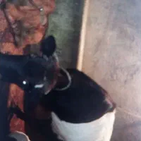 گاو با گوساله هاش