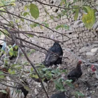 بوقلمون نر