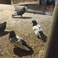 کبوتر رایگان