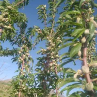 فروش باغ
