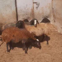 میش|حیوانات مزرعه|همدان, |دیوار