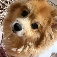 سگ گمشده|حیوانات|رشت, منظریه|دیوار