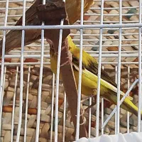قناری|پرنده|بوشهر, |دیوار