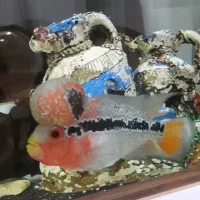 جوجه فلاور ۴ بندی