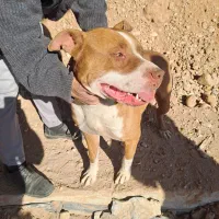 سگ بیت بول|سگ|مشهد, قائم|دیوار