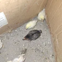 جوجه مرغ