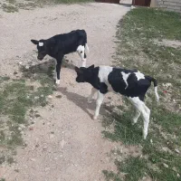 گاو گوساله نر