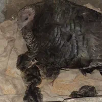 بوقلمون جوجه دار درشت وسالم|حیوانات مزرعه|گنبد کاووس, |دیوار