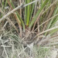 فروش پاجوش دمیت نخل کبکاب آماده ی کاشت|گل و گیاه طبیعی|سعدآباد, |دیوار