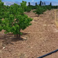 فروش باغ در بسطام