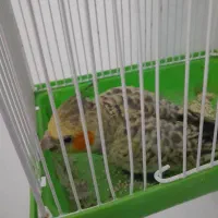 جفت عروس هلندی با قفس و وسایل دستی با یه اشانتیون|پرنده|بومهن, |دیوار