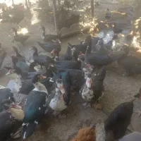 اردک نر و ماده و خروس جوان