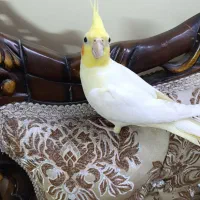 عروس هلندی