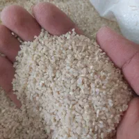 برنج نیم دانه طارم هاشمی خالص