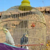 جفت عروس هلندی