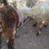 فروش گوسفند|حیوانات مزرعه|لنده, |دیوار