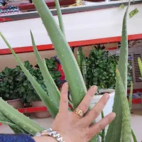 الوئه ورا خیلی بزرگ