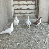 کبوتر شامی خوشرنگ