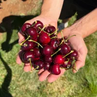 ۲۰۰ اصله نهال گیلاس و انواع نهال ویژه اسفندماه