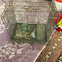 قفس  با آبخوری