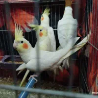 پنج عدد عروس هلندی جوجه آس|پرنده|قرق, |دیوار