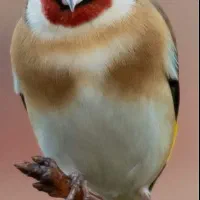 سهره